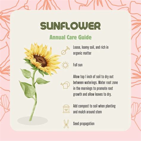 Sunflowers Guide: How to Plant & Care for Sunflowers.